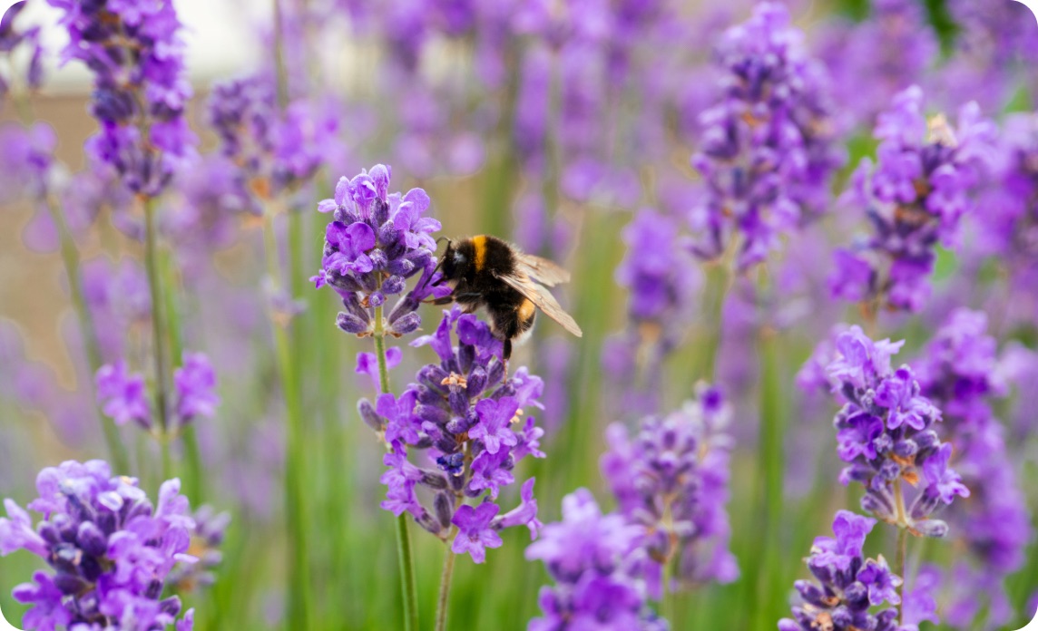 3Bee corporate beehive monitoring technology